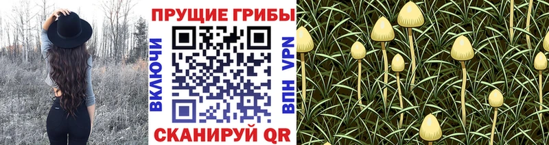 Псилоцибиновые грибы Magic Shrooms  Малоархангельск 